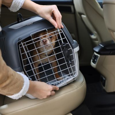 Pet Relocation